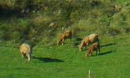 Agropecuaria